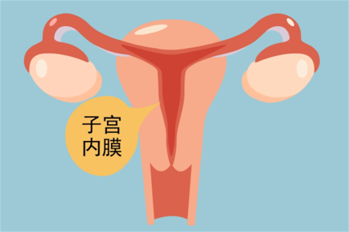 女性子宫内膜2.png