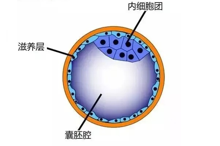 优质囊胚示意图.png