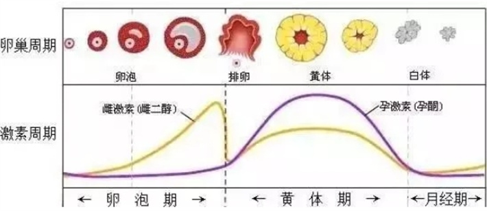 激素水平