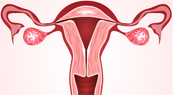 子宫卵巢