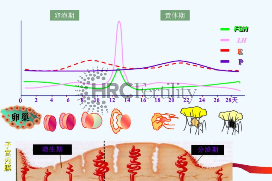 激素六项