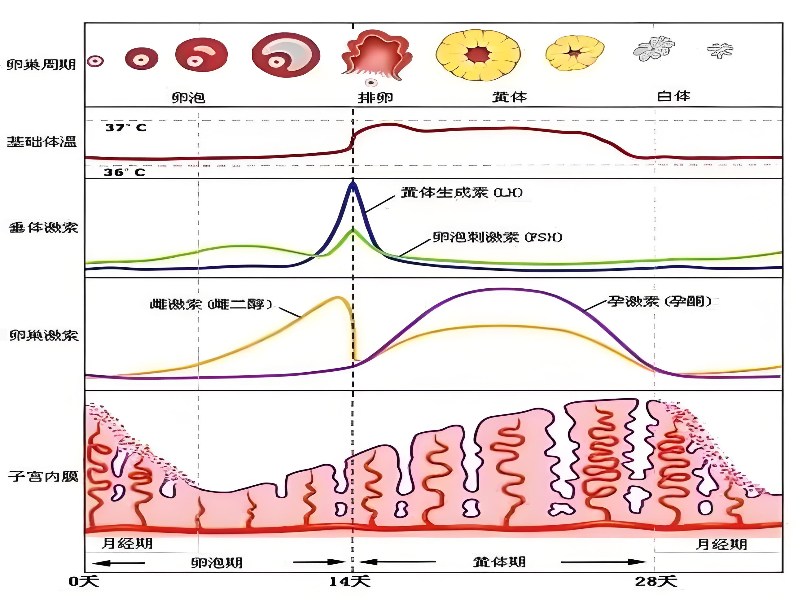 激素六项检查