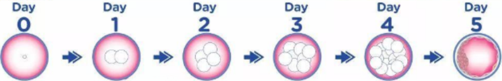 囊胚培育