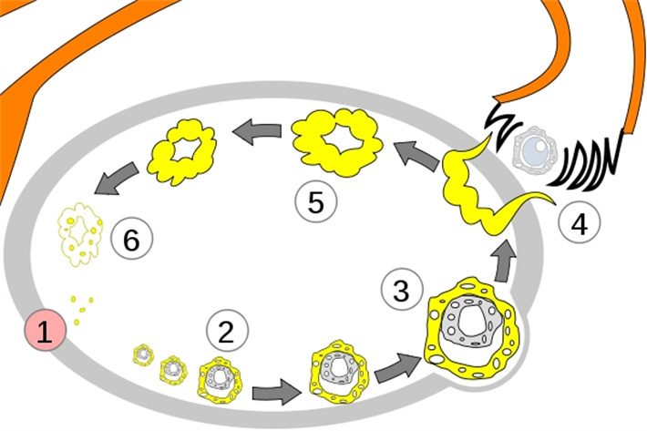 卵泡发育过程