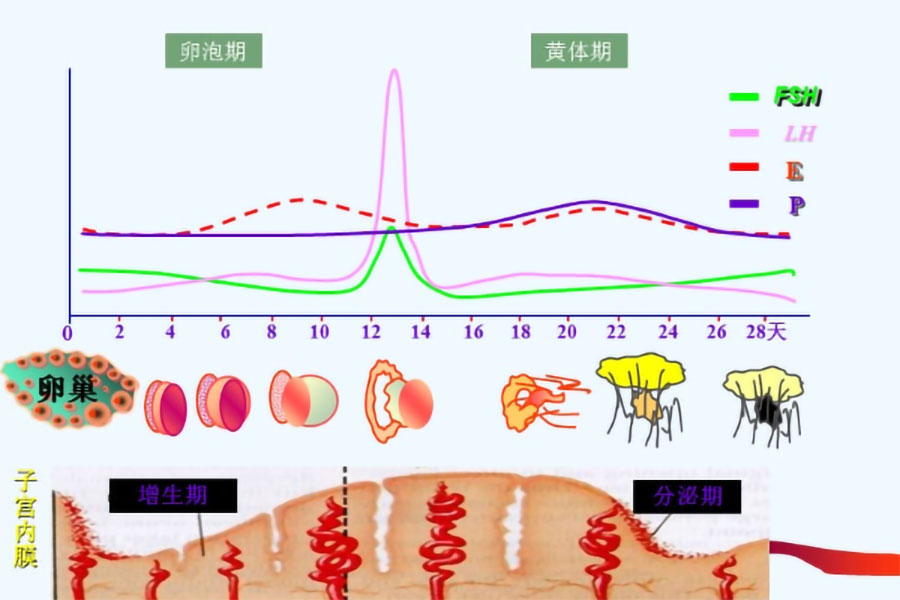 激素六项检查