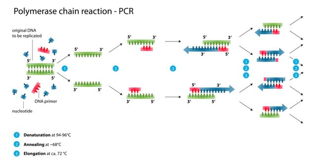 PCR技术