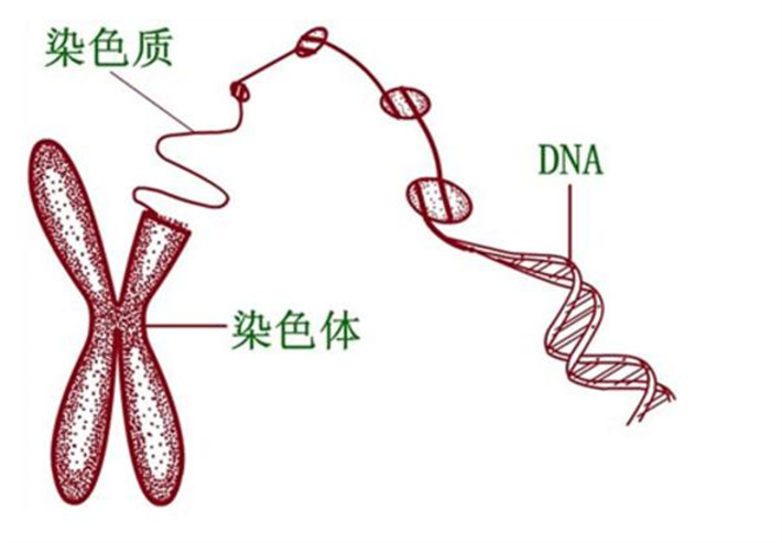 染色体