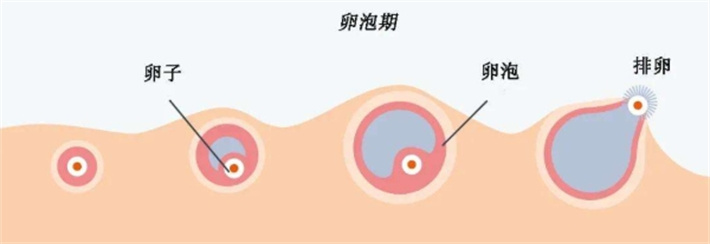 卵泡过程